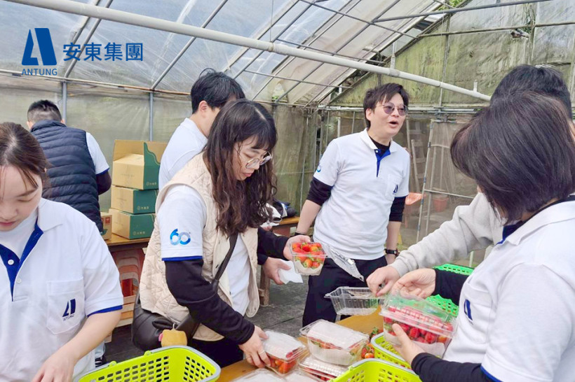 每位員工都充滿愛心的在挑選草莓